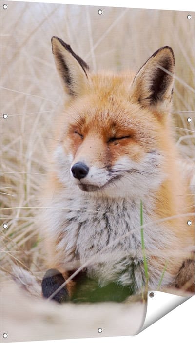 Gards Tuinposter Vos in de Duinen - 80x120 cm - Tuindoek - Tuindecoratie - Wanddecoratie buiten - Tuinschilderij