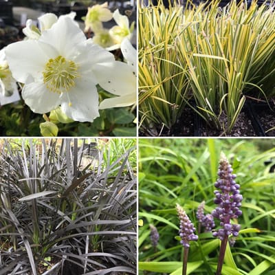 Borderpakket vaste planten: Wintertuin - 12 stuks - P9 Pot (9 x 9cm) - Dima Vaste Planten