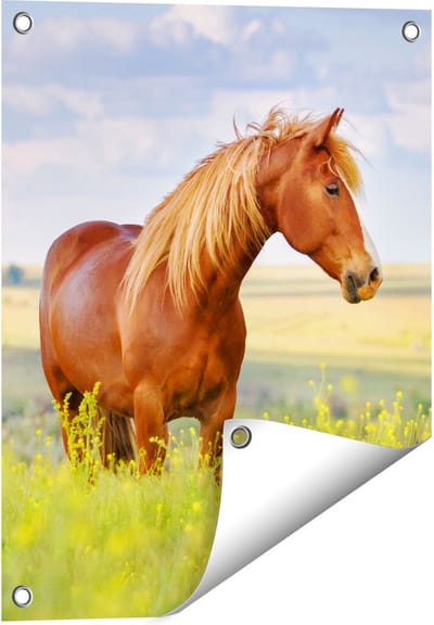 Gards Tuinposter Bruin Paard in de Wei - 40x50 cm - Tuindoek - Tuindecoratie - Wanddecoratie buiten - Tuinschilderij
