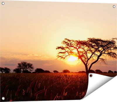 Gards Tuinposter Zonsondergang Achter een Acacia Boom - 80x60 cm - Tuindoek - Tuindecoratie - Wanddecoratie buiten - Tuinschilderij
