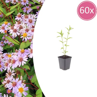 Tuinplantenshop.com | Kalimeris incisa 'Blue Star' | 60 stuks - Ø9cm - 10-25cm hoog - Tuinplant
