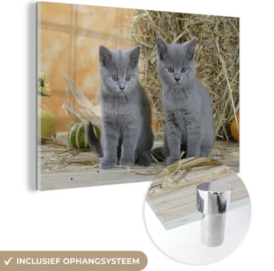 ® Glasschilderij 180x120 cm - Schilderij acrylglas - Twee Britse korthaar kittens met op de achtergrond hooi - Foto op glas - Muurdecoratie woonkamer - Wanddecoratie slaapkamer - Schilderijen