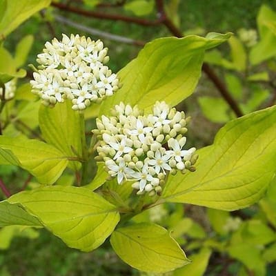 Cornus alba - Kornoelje 60-80 cm in pot