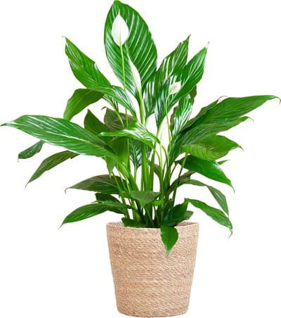 Plantenboetiek.nl | Spathiphyllum met Mand Sofia naturel - Ø21cm - 70-80cm hoog - Kamerplant - Groenblijvend