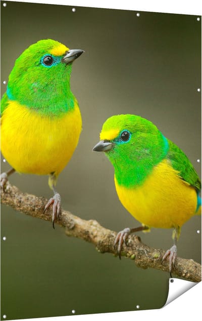 Gards Tuinposter Twee Groen Gele Zangvogels op een Tak - 120x160 cm - Tuindoek - Tuindecoratie - Wanddecoratie buiten - Tuinschilderij