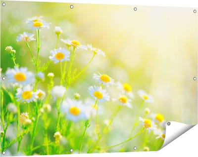 Gards Tuinposter Witte Kamille Bloemen met Zonneschijn - 120x80 cm - Tuindoek - Tuindecoratie - Wanddecoratie buiten - Tuinschilderij