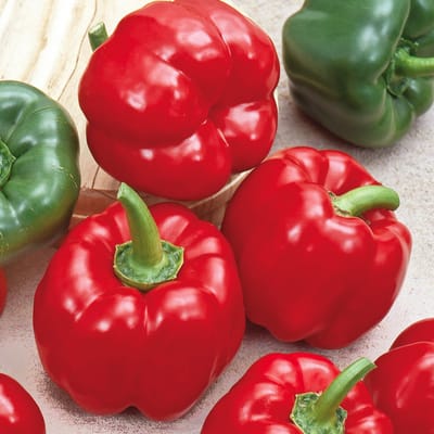 Sluis Garden Paprika California Wonder Red