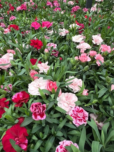 JUNAVERA Anjer (Dianthus Oscar) | gemengde kleuren | 25 cm hoog | in 12 cm pot | verkoop per stuk