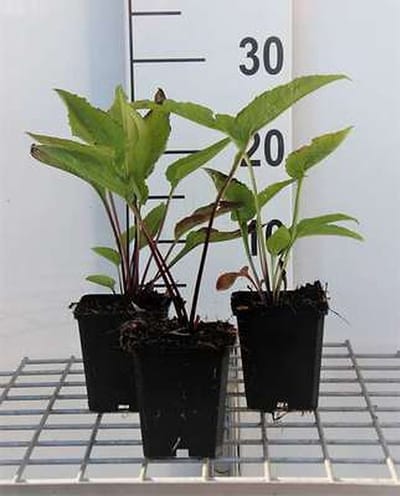 6x Zonnehoed - Echinacea purp. Leuchtstern" | pot 9 x 9 cm