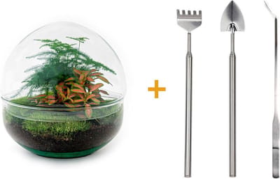 Doe-het-zelf plantenterrarium - Dome Red - Hoogte 20 cm - Inclusief Hark, Schep, Pincet