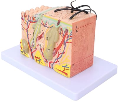 Dailygoods - Huidmodel - 3D Anatomisch Model - Educatief Huidanatomie - 35x Vergroting - Huidstructuur - Onderwijs Klaslokaal - Wetenschap Model