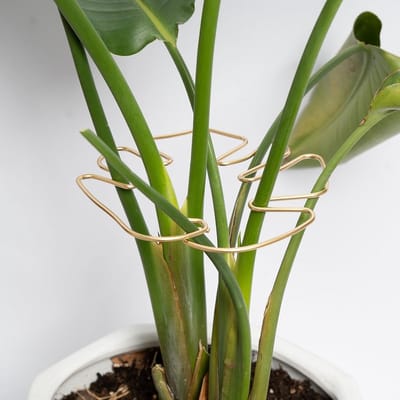 5 Stuks Plantensteun voor Stam - Duurzame Monstera Stabilisator met Klauwontwerp - Ideaal voor Klimplanten - Schildpadvormige Bamboe Klemset - Geschikt voor Gezonde Groei van Planten - Goud