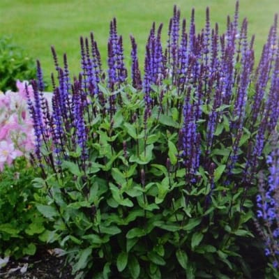 12 x Salie Caradonna XL Paars|Blauw - Tuinplanten Winterhard - Salvia nemorosa 'Caradonna' in C2(liter) pot met hoogte 0-50cm