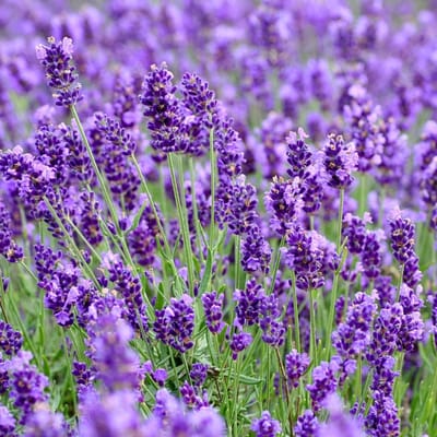 Lavendel Medicijnzaden 0,2g PlantiCo Aromatisch meerjarig plantenmateriaal voor tuin, balkon en terras