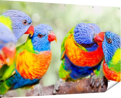 Gards Tuinposter Vier Regenboog Lori Vogels op een Tak - 180x120 cm - Tuindoek - Tuindecoratie - Wanddecoratie buiten - Tuinschilderij