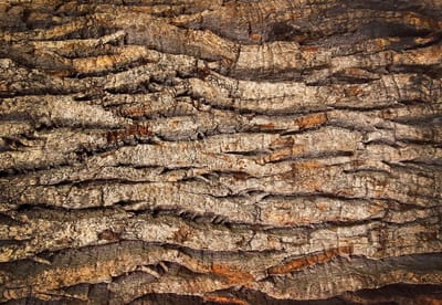 Fotobehang Tree Bark | XL - 208cm x 146cm | 130g/m2 Vlies