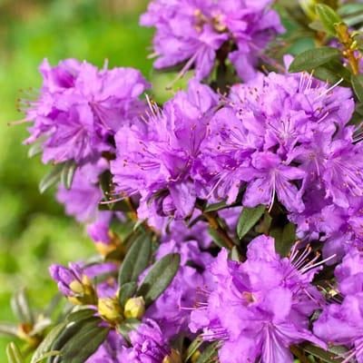 Rhododendron impeditum – Blauwe dwergrododendron - Groenblijvend - Vaste planten - bloeit in April / Mei