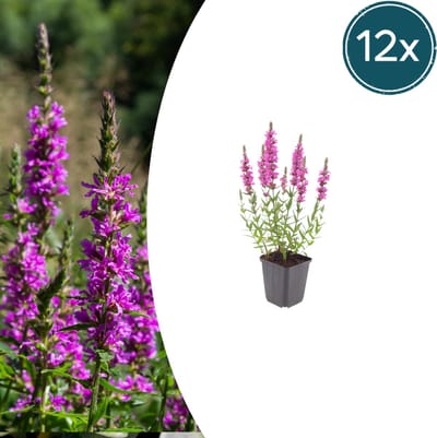 Tuinplantenshop.com | Lythrum salicaria | 12 stuks - Ø9cm - 10-25cm hoog - Tuinplant