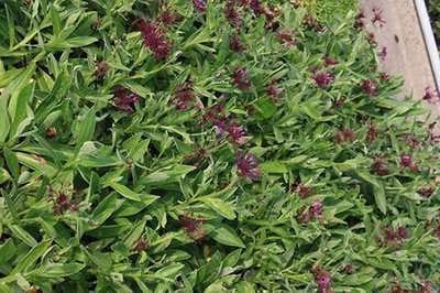 6x Korenbloem - Centaurea mont. 'Amethyst Dream'® | 9x9 cm pot