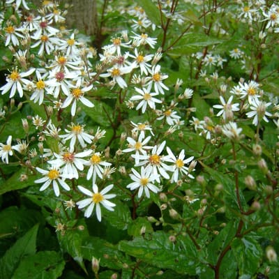 6 x Aster Divaricatus - Aster pot 9x9 cm
