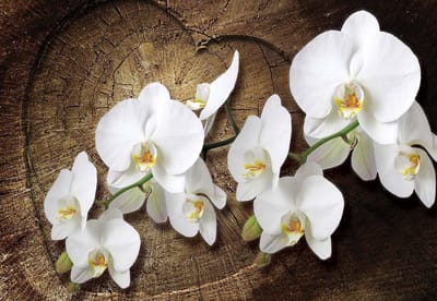 Fotobehang Flowers  | XL - 208cm x 146cm | 130g/m2 Vlies
