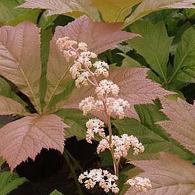 3 x Rodgersia Pinnata 'Braunlaub' - Schout-Bij-Nacht pot 9x9cm