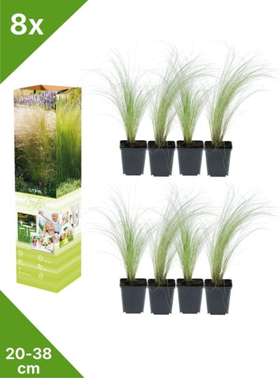 GARDENZO - 8x Vedergras - Stipa ten. 'Ponytails' - in P9 pot
