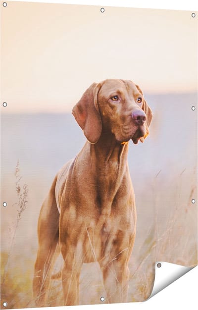 Gards Tuinposter Hongaarse Vizsla Hond in het Gras - 90x120 cm - Tuindoek - Tuindecoratie - Wanddecoratie buiten - Tuinschilderij