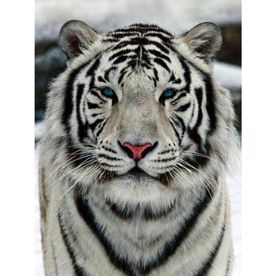 Bricolage diamant peinture tigre point de croix diamant broderie Animal diamant peinture 20X30CM gray