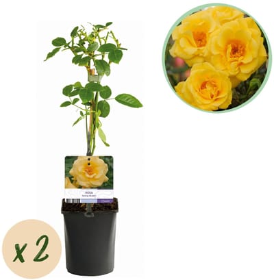 Green boutiQ - Klimroos - Rosa Spring Queen -Bloem Geel - Weinig onderhoud - 2 planten - Pot 11cm Hoogte 40cm