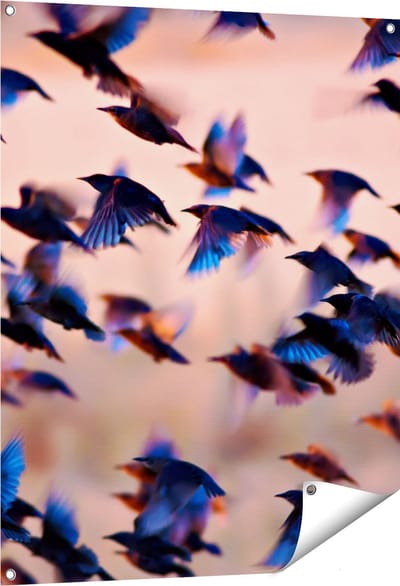Gards Tuinposter Groep Vliegende Blauwe Spreeuw Vogels - 80x100 cm - Tuindoek - Tuindecoratie - Wanddecoratie buiten - Tuinschilderij