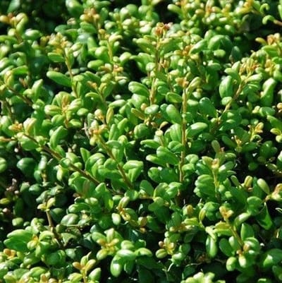 4 x Chinese Hulst Buxusvervanger - Lage Haagplant Wintergroen - Ilex crenata 'Convexa' in C2(liter) pot met hoogte 20-30cm