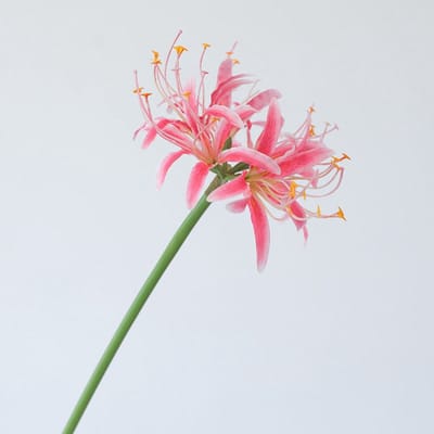 Higanbna (Spinlelie / Lycoris) - roze - zijden bloemen - 3 stelen - onderhoudsvrij - 67 cm - kunstbloemen