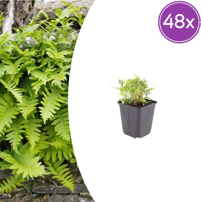 Tuinplantenshop.com | Polypodium vulgare | 48 stuks - Ø9cm - 10-25cm hoog - Tuinplant