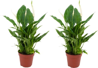 ZynesFlora Spathiphyllum Lepelplant in Ø 12 cm Plantenpot - 2 Stuks - Hoogte: 35 - 40 cm - Peace Lily Vredeslelie Luchtzuiverende Kamerplant