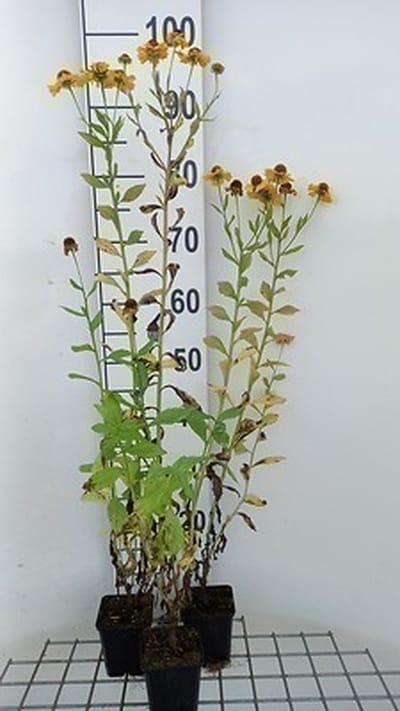 6x Zonnekruid - Helenium hybr. 'Goldrausch' | 9x9 cm pot
