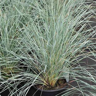 6 x Helictotrichon Sempervirens - Sierhaver pot 9x9cm - Elegantie in Blauwgrijs