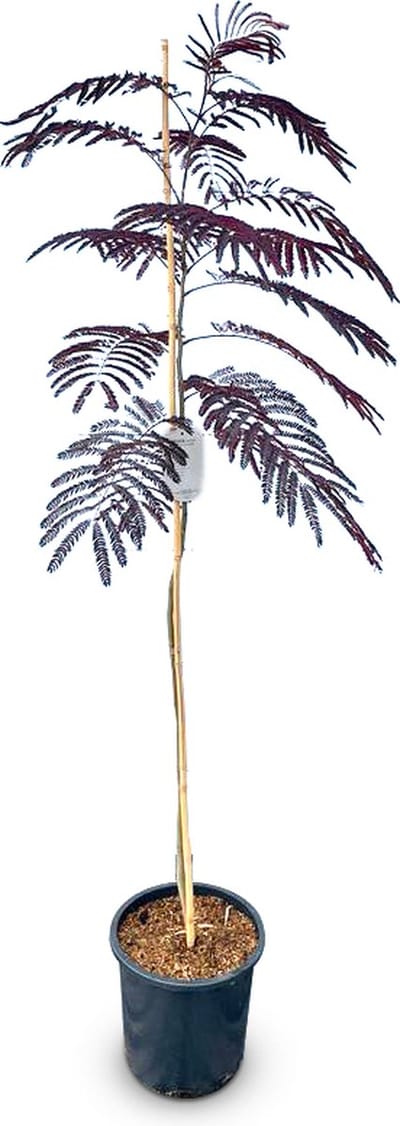 Sunny Tree - Perzische Slaapboom - Albizia Julibrissin 'Summer Chocolate' - Winterharde Boom - Roze Bloesem - 150cm