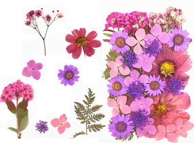 Gedroogde bloemen - Natuurlijke bladeren - Ambachtelijk knutselen - Echte geperste planten - 33 stuks - Paars