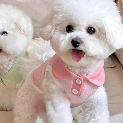 Japanse en Koreaanse Wind Lente Zomer Hond Macaron Contrasterende Kleur Kraag Casual T-shirt Kat Dun Huisdier Teddy Hond Kleding L