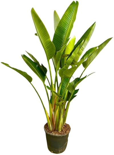 Plantenboetiek.nl | Strelitzia Augusta multi stam XXL - Ø32cm - 200-225cm hoog - Kamerplant - Groenblijvend