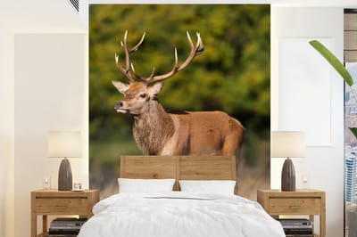 Behang - Fotobehang Dieren - Hert - Gewei - Bosdieren - Natuur - Breedte 175 cm x hoogte 240 cm
