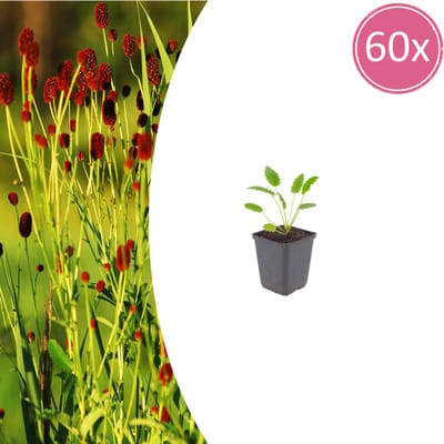 Tuinplantenshop.com | Sanguisorba o. 'Tanna' | 60 stuks - Ø9cm - 10-25cm hoog - Tuinplant