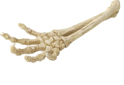 Aqua Della - Aquariumdecoratie - Vissen - Skelet Hand 26,8x9,4x4,5cm - 1st