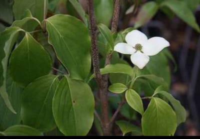 Cornus kousa 'Schmetterling' - Kornoelje 50- 60 cm in pot