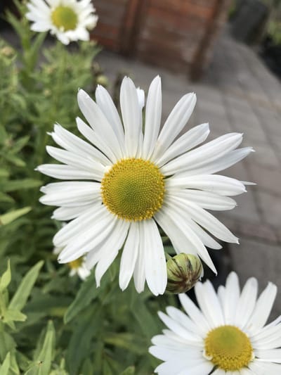 6 x Leucanthemella serotina - Margriet - P9 Pot (9 x 9cm) - Dima Vaste Planten