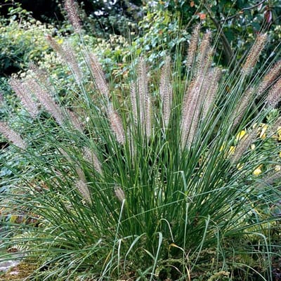 6x Pennisetum alopecuroides 'Woodside' Pot 9x9cm - Siergras voor tuin en border