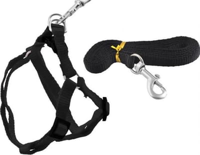 Kitten/ Kattentuigje inclusief loopband – Zwart