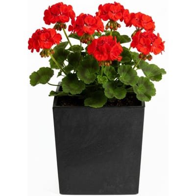 Vierkante betonnen bloempot met inzet 30x30cm - buiten en binnen
