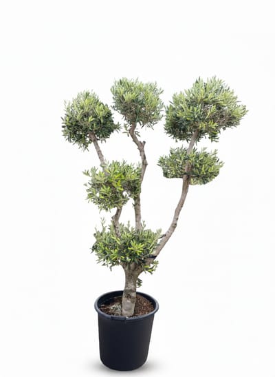 Sunny Tree - Winterharde Olijfboom Olea Europaea Pom Pon – Bolvorm - 25 Jaar – 220 cm - Voor Buiten– Mediterrane Tuinplant – Vorstbestendig tot -18°C